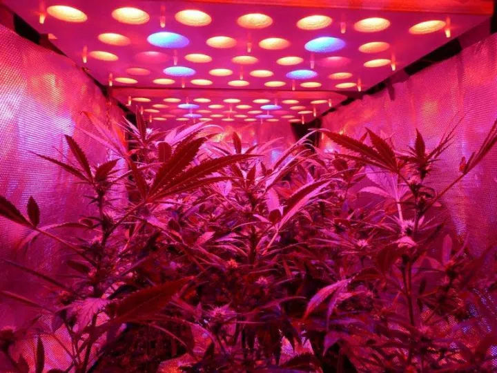 農作物補光小知識,選好光源很重要(圖3) 1-210923155403c2.jpg