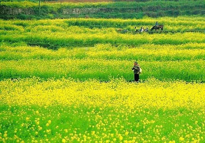 近紅外探測器可用于野外昆蟲監測 實現全自動、全天候長期無人監測(圖4) 1-220224114525238.jpg