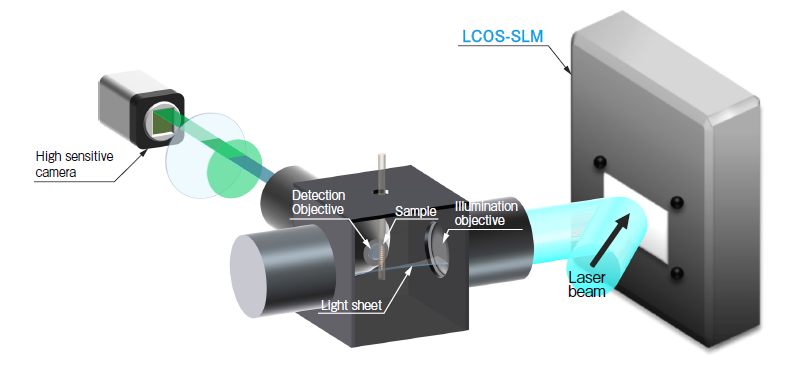空間光調(diào)制器(LCOS-SLM)基礎(chǔ)光路搭建及實(shí)例(圖6) 1-240619102R0Y0.png