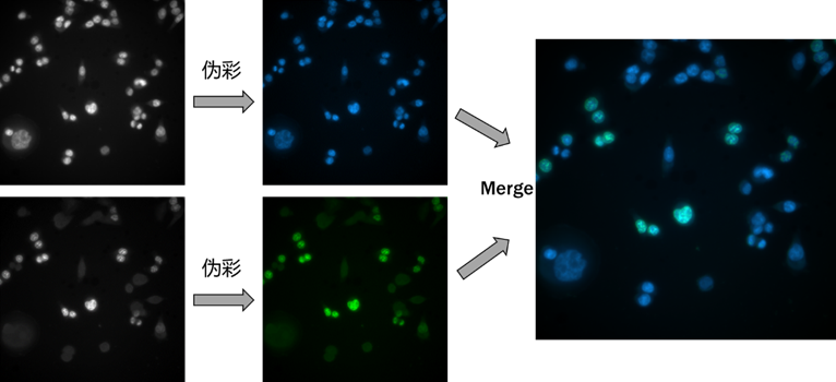 黑白相機(jī)與彩色相機(jī)的成像優(yōu)勢(shì)分析以及常見的誤區(qū)說明(圖7) 1-251202111240V4.png